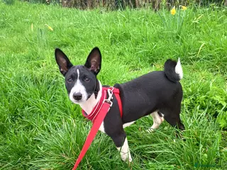 Basenji dogs Top quality lines pedigree Basenji pups.Ready now. - Advert 2