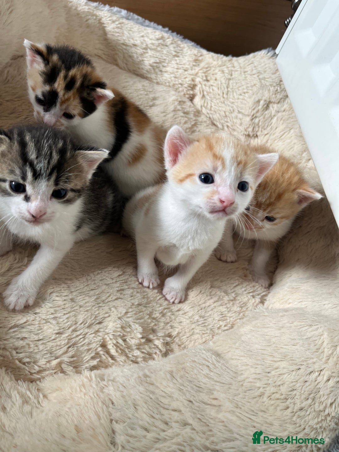 British Shorthair cats for sale: Shorthairs Uk Cat  - Image 1
