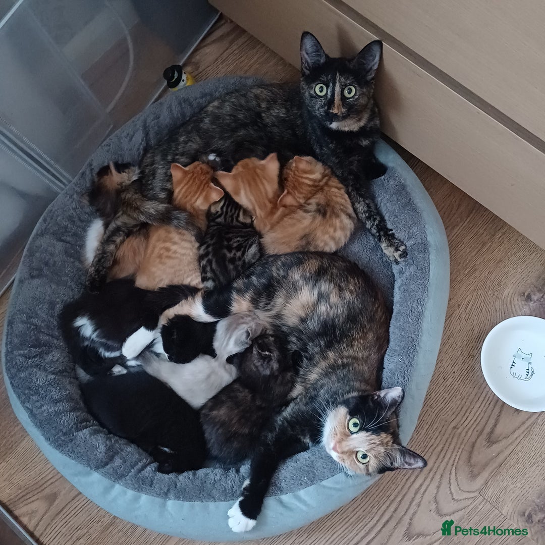 Mixed Breed cats for sale: Cute Kittens:)) - Advert 17