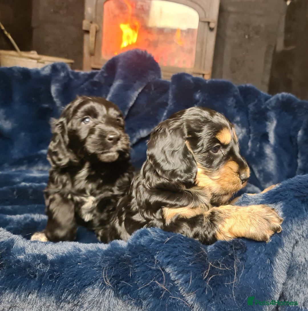 Cockapoo dogs for sale: Exceptional Cockapoo Puppies for Sale - Advert 17