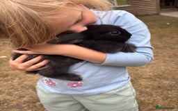 Mini Lop rabbits for sale: Mini Lop x Netherland babies Rabbits – Ready Now! - Image 11