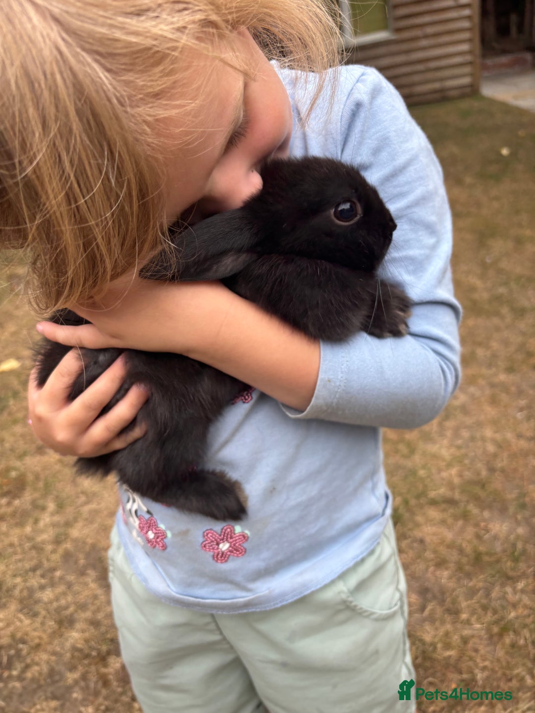Mini Lop rabbits for sale: Mini Lop x Netherland babies Rabbits – Ready Now! - Image 11