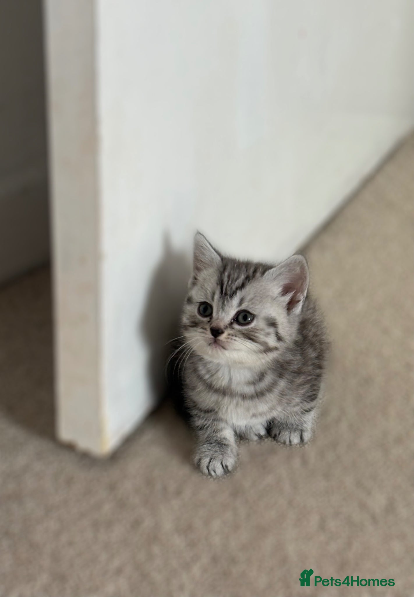 Mixed Breed cats 2 beautiful kittens looking for forever home - Advert 11