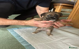 Mixed Breed dogs for sale: Puppies Jack Russel mixed breed - Image 8