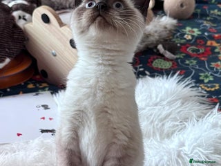 British Shorthair cats - Advert 19