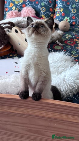 British Shorthair cats - Advert 14