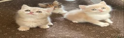 Munchkin cats for sale: Full Pedigree Munchkin Kittens - Advert 12