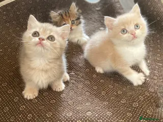 Munchkin cats Full Pedigree Munchkin Kittens - Advert 1