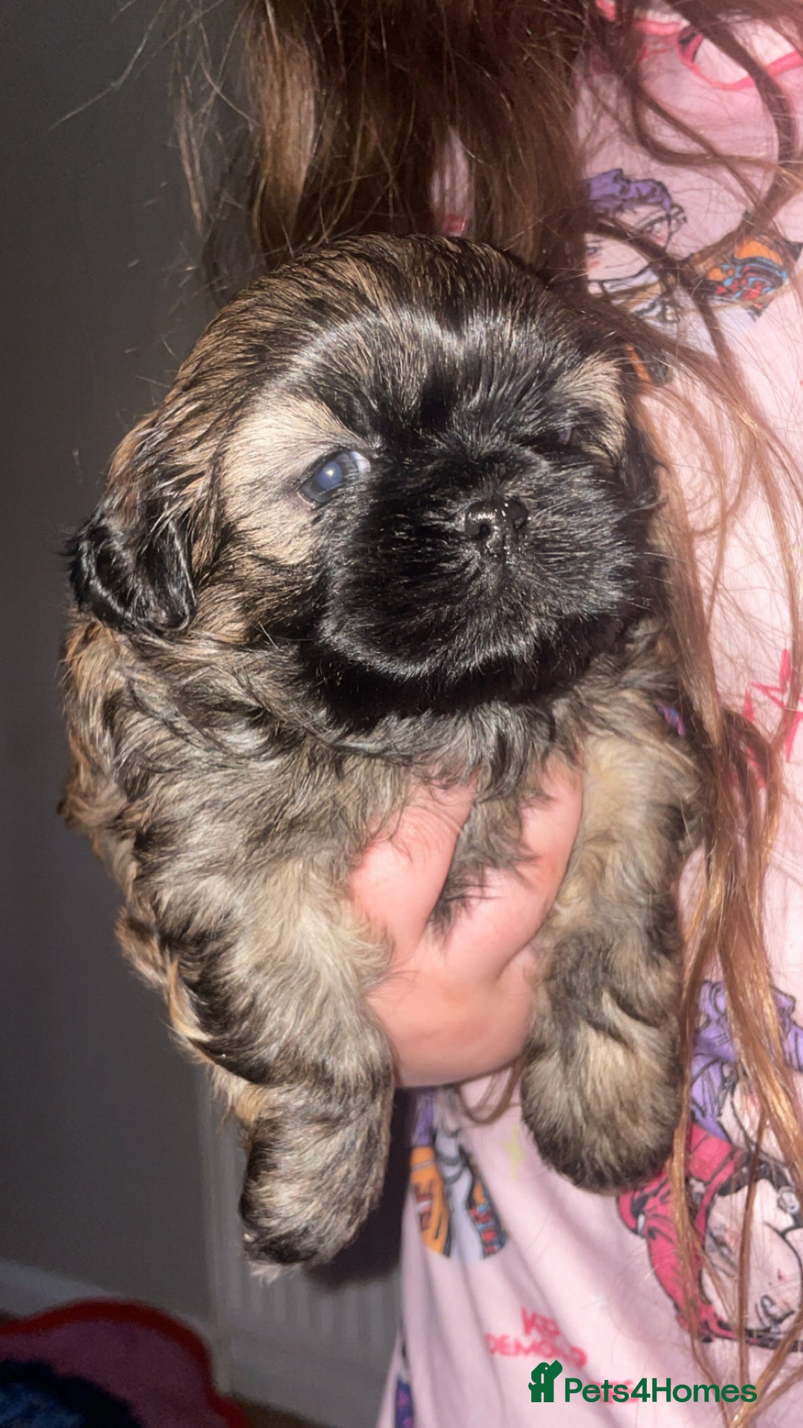 Shih Tzu dogs Beautiful Shih Tzu puppies 🐾🐶🦴 - Advert 5