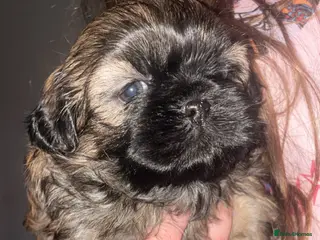 Shih Tzu dogs Beautiful Shih Tzu puppies 🐾🐶🦴 - Advert 1