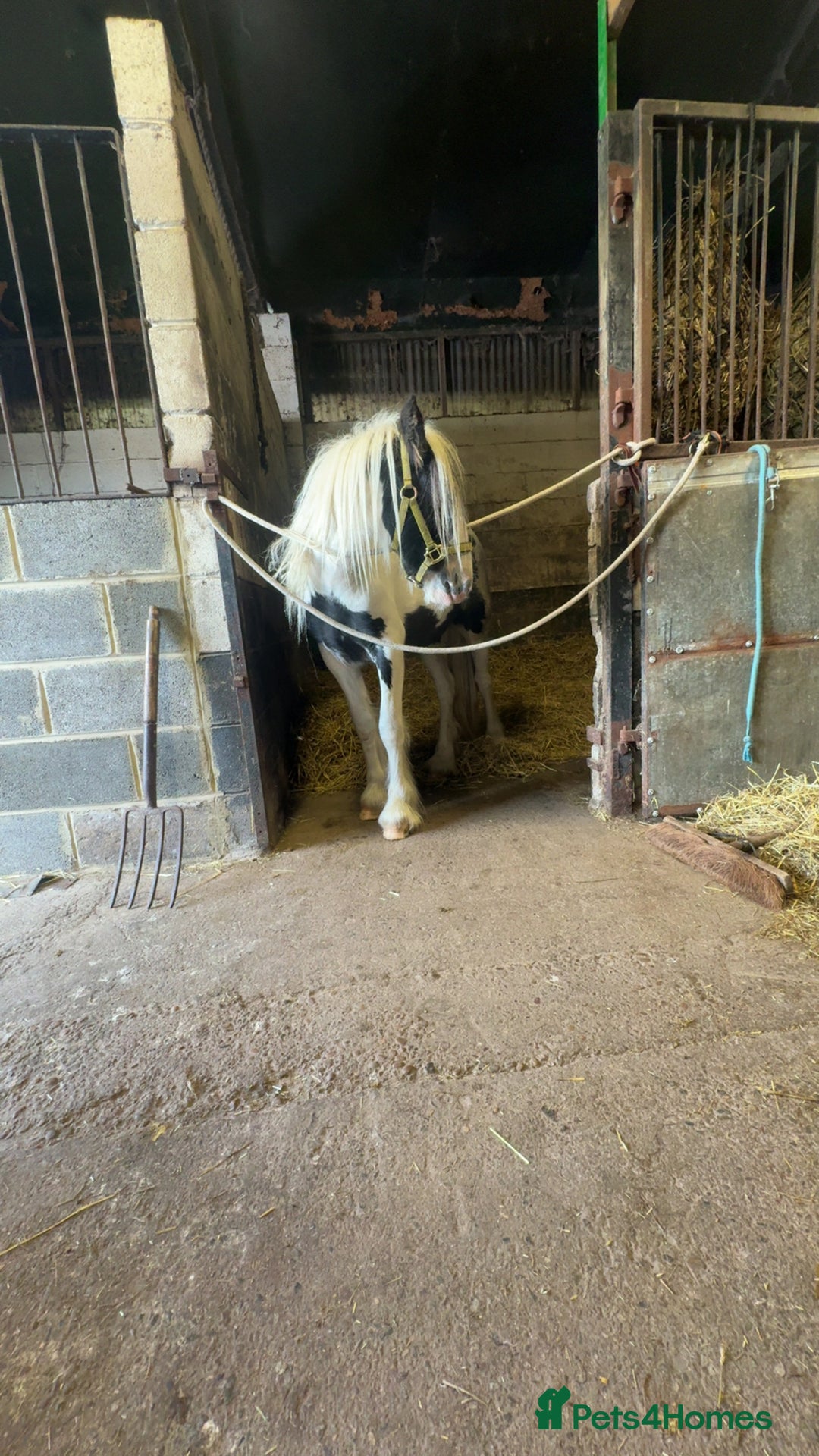 Irish Cob horses for sale: Buddy - Image 3