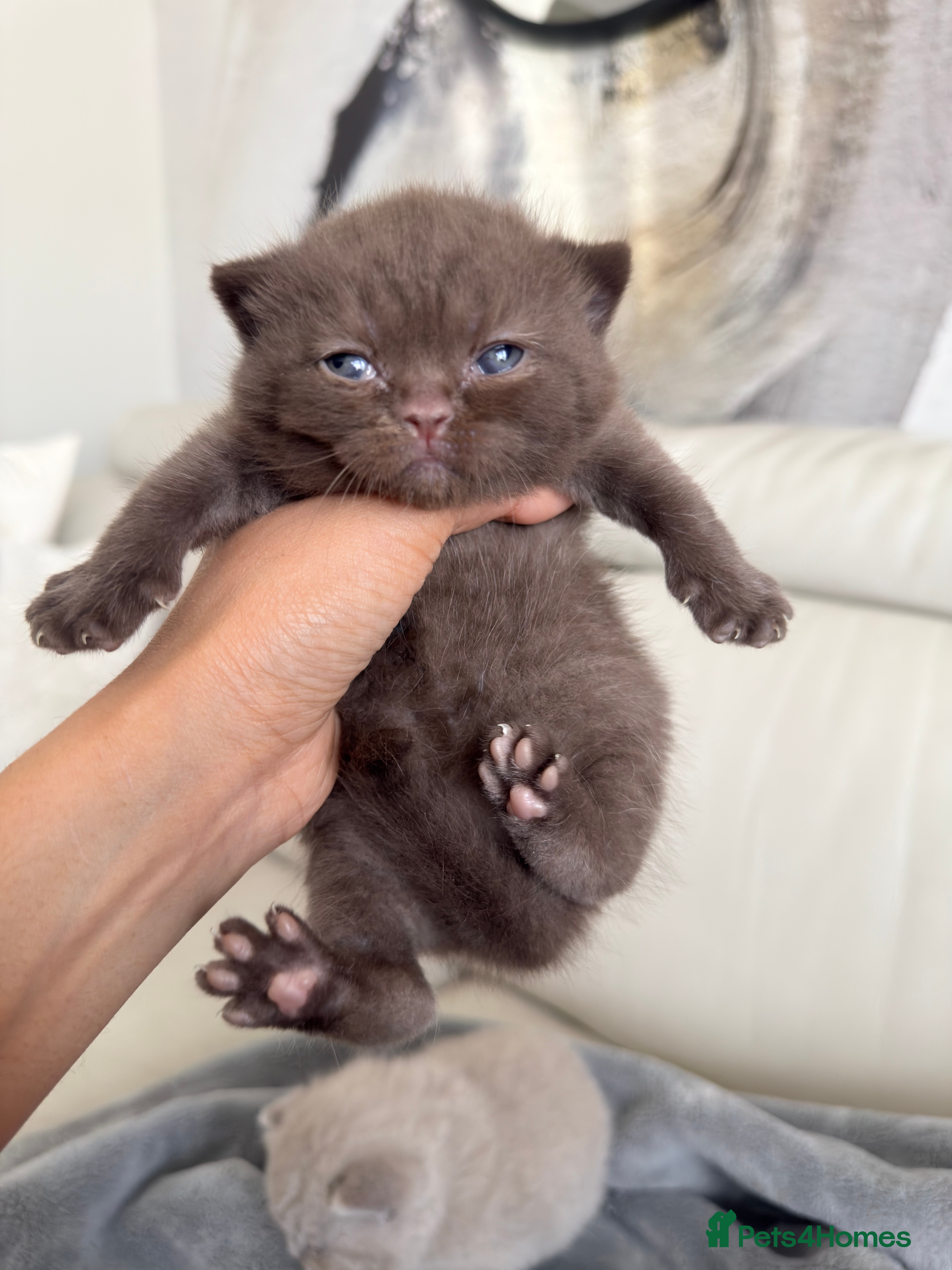 British Shorthair cats for sale: Cute British Shorthair Kittens – Pet Homes Only 💛 - Advert 9
