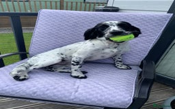 Sprocker dogs for sale: 9 month old sprocker girl  - Image 4