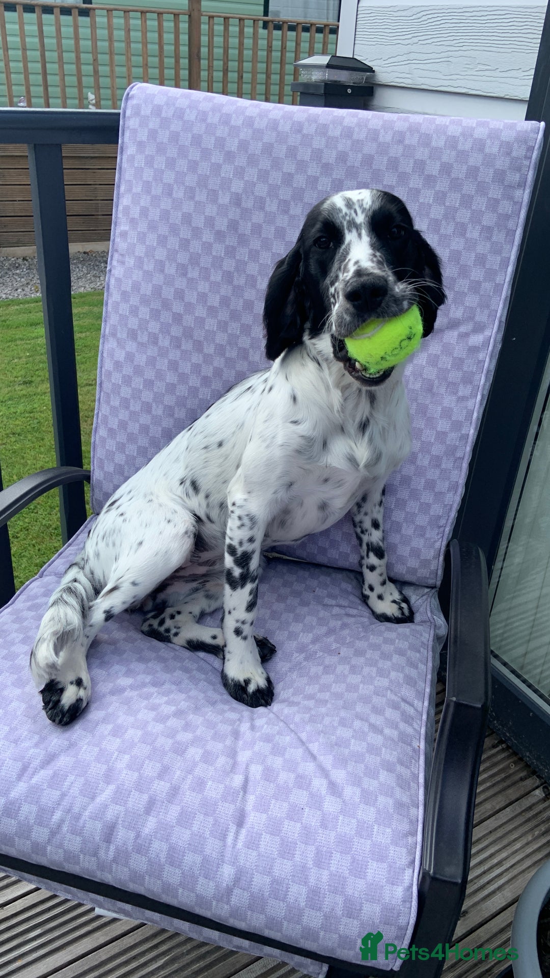 Sprocker dogs for sale: 9 month old sprocker girl  - Image 4