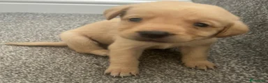 Labrador Retriever 1