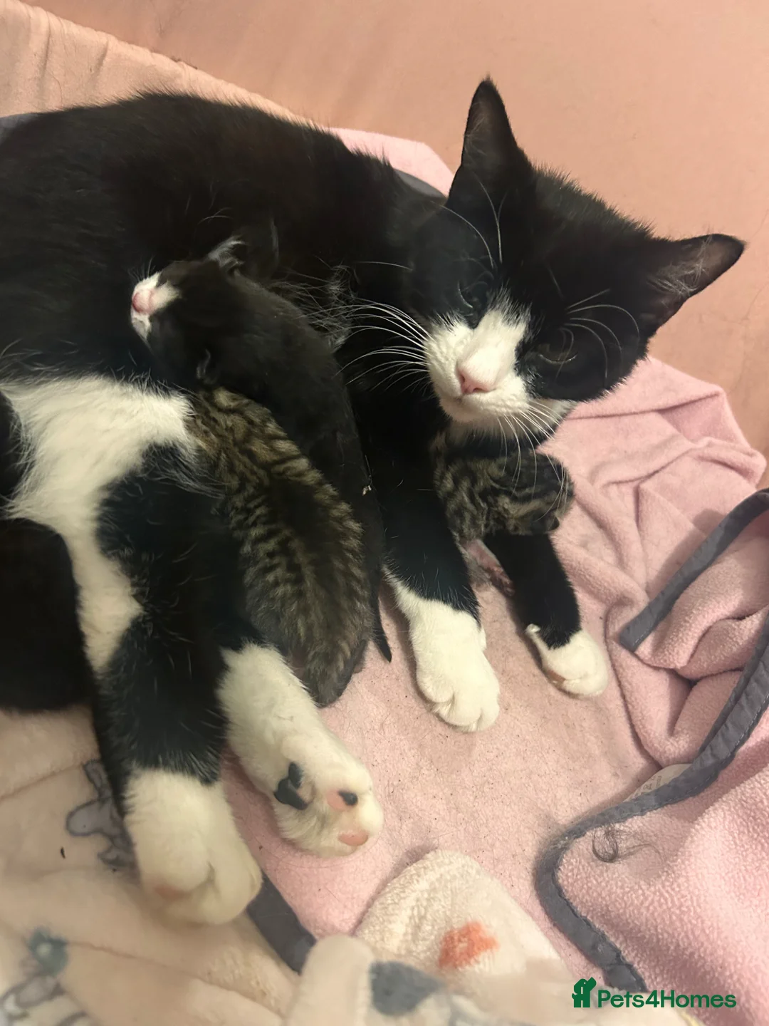 Mixed Breed cats for sale: Mixed Breed Kittens for sale - Advert 2