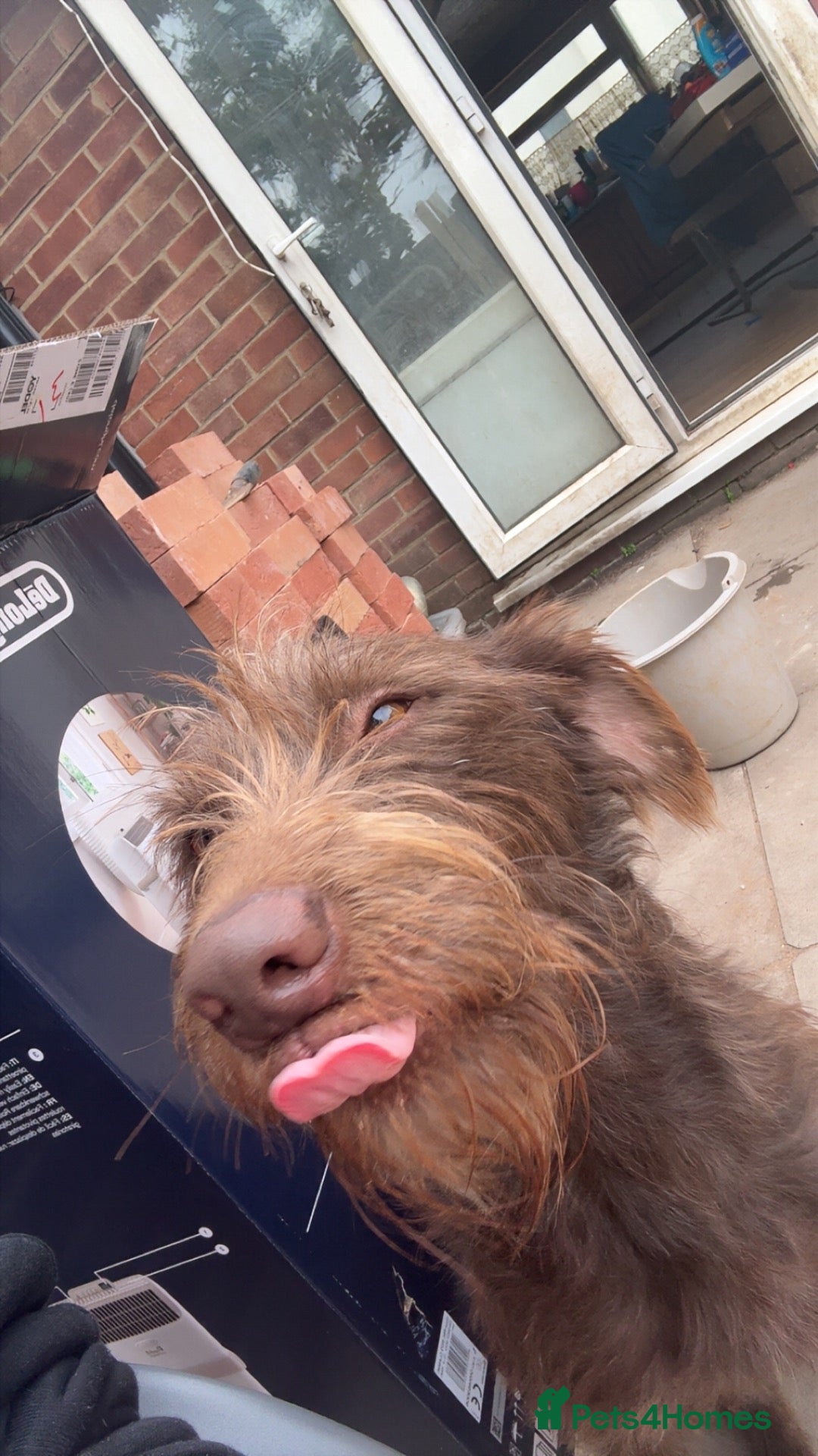 Mixed Breed dogs Lurcher mix - Advert 16