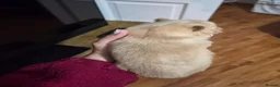 Pomeranian dogs for sale: Pomeranian puppies in Houghton le Spring - Advert 13
