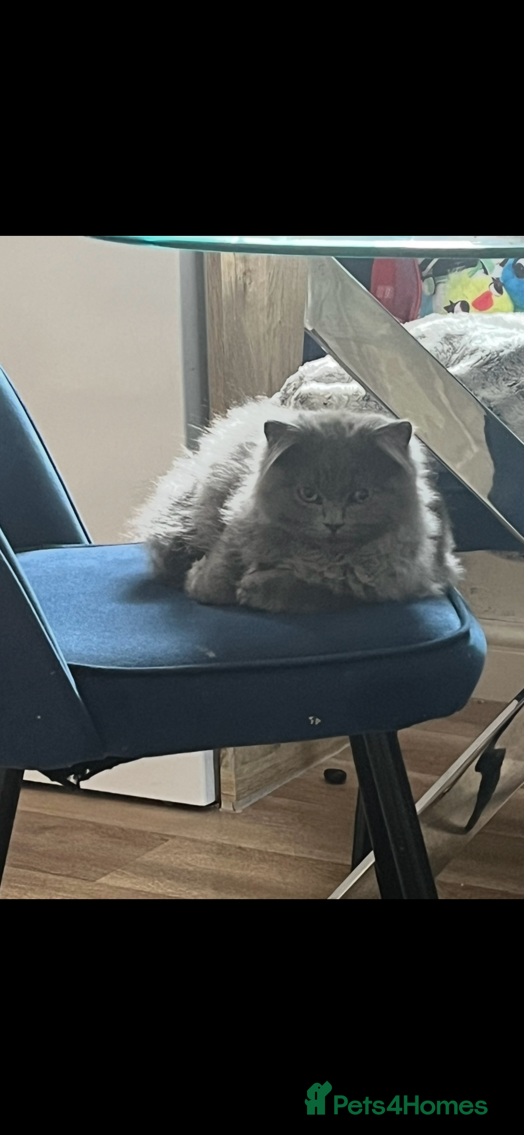 British Longhair cats for sale: Male British longhair - Advert 4