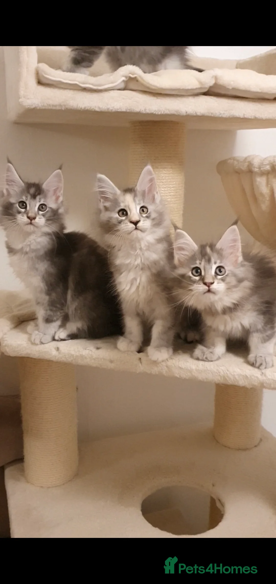 Maine Coon cats for sale: 🏅GCCF🏅 pure maine coon kittens  - Advert 4
