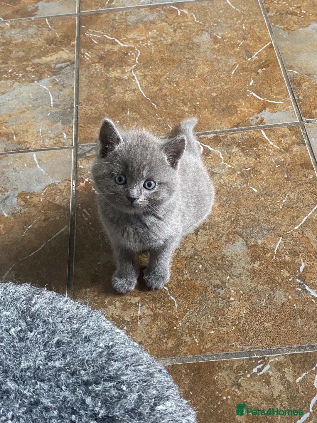 British Shorthair cats for sale: 5 British Shorthair kittens  - Advert 2