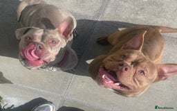 American Bully dogs for sale: Pocket bully puppy’s  - Image 30