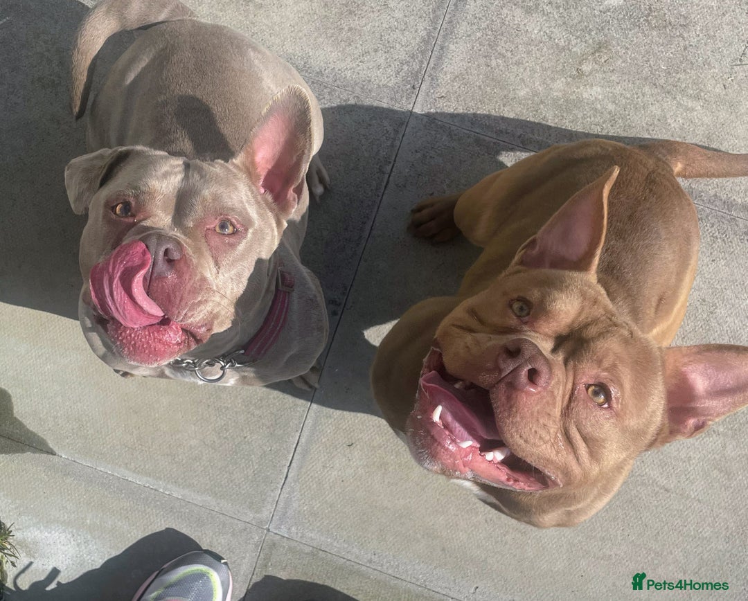 American Bully dogs for sale: Pocket bully puppy’s  - Image 30