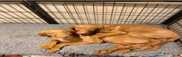 Hungarian Vizsla dogs for sale: Hungarian w/h vizsla s last 2 boys remaining  - Advert 8