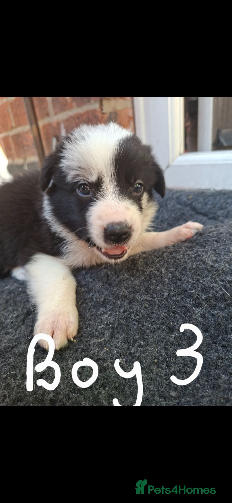 Border Collie dogs Gorgeous Border Collie Puppies - Advert 2