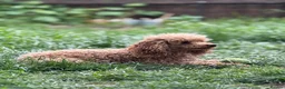 Toy Poodle dogs for sale: Toy poodle in Boston - Advert 1