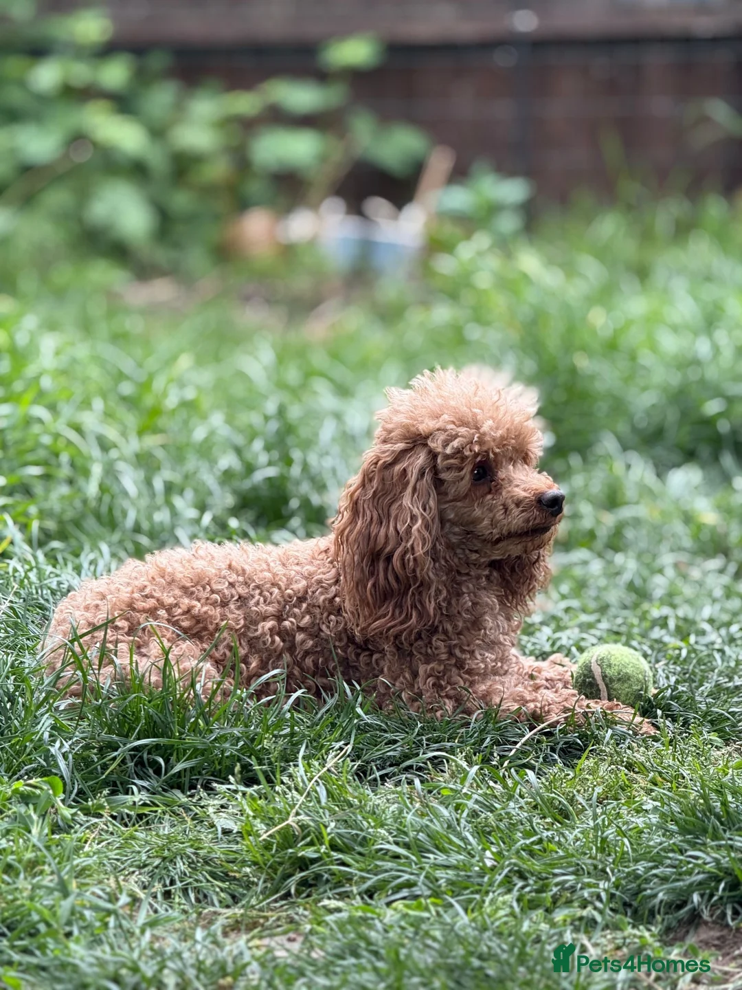 Toy Poodle dogs for sale: Toy poodle in Boston - Advert 1