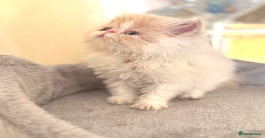 Persian cats - Advert 3
