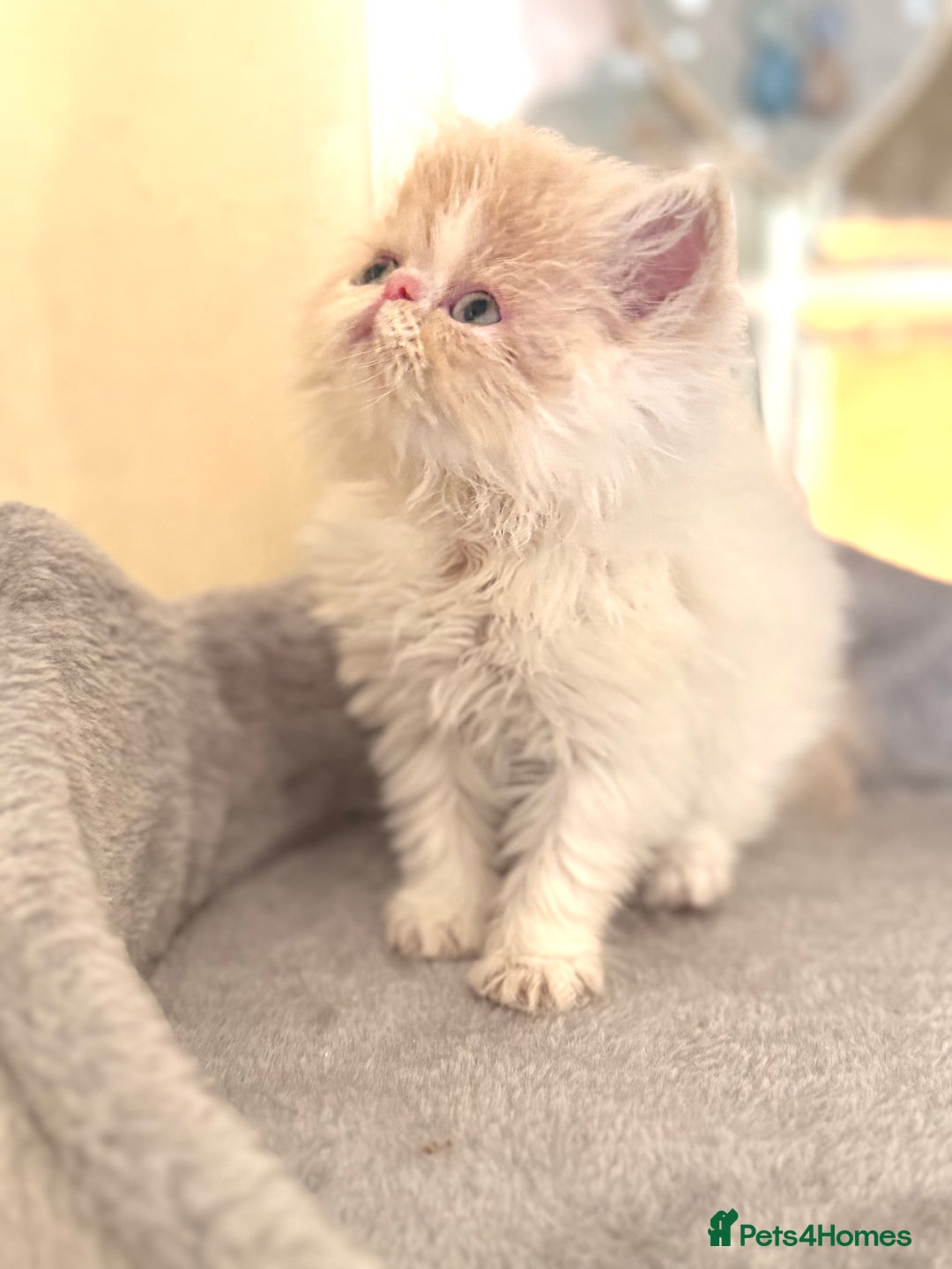 Persian cats for sale: GCCF registered Persian boy! (Colourpoint carrier) - Image 3
