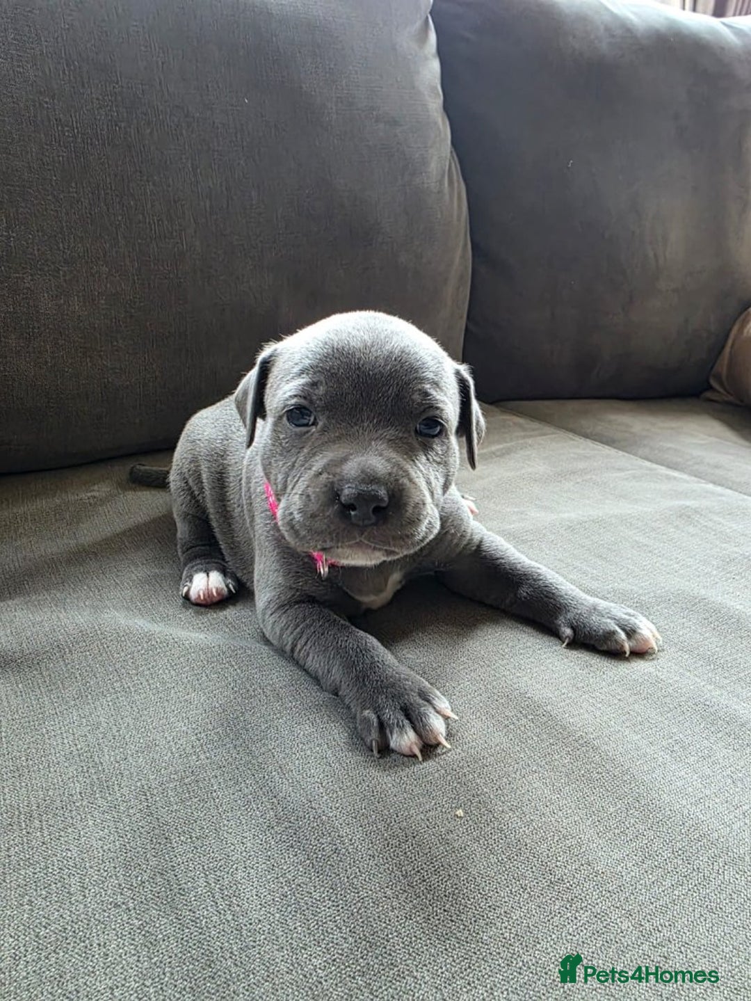 Staffordshire Bull Terrier dogs for sale: Full pedigree blue Staffordshire Bullterrier - Image 7