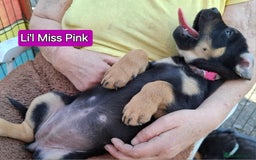 Rottweiler dogs for sale: Stunning Litter Of Shepweiler X Mastiff Pups - Image 37
