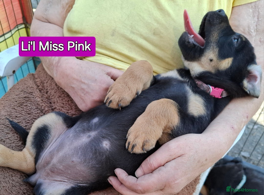 Rottweiler dogs for sale: Stunning Litter Of Shepweiler X Mastiff Pups - Image 37
