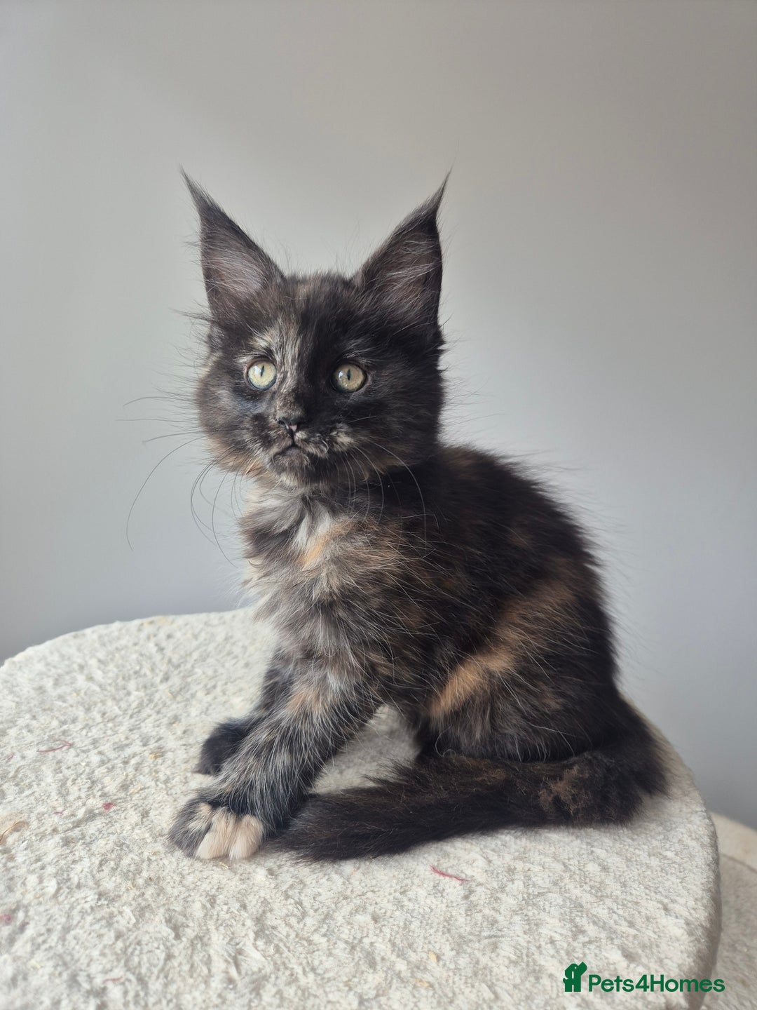 Maine Coon cats for sale: 2 TICA-Registered Maine Coon Kittens Available - Image 25