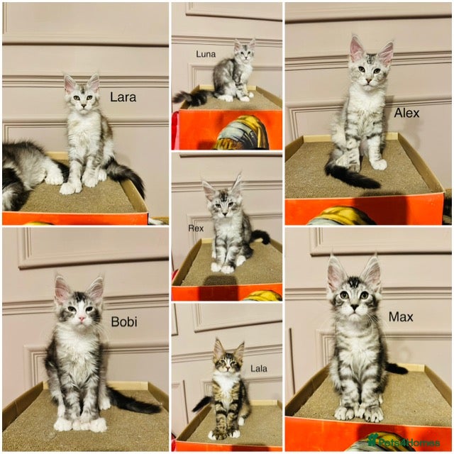 Maine Coon cats Maine coon polydactyls kittens DNA clear TICA reg - Advert 1