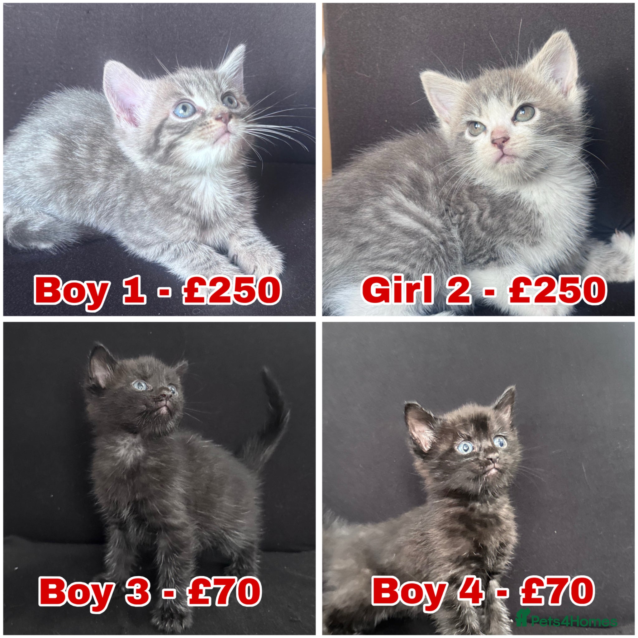 Mixed Breed cats stunning kittens  - Advert 1