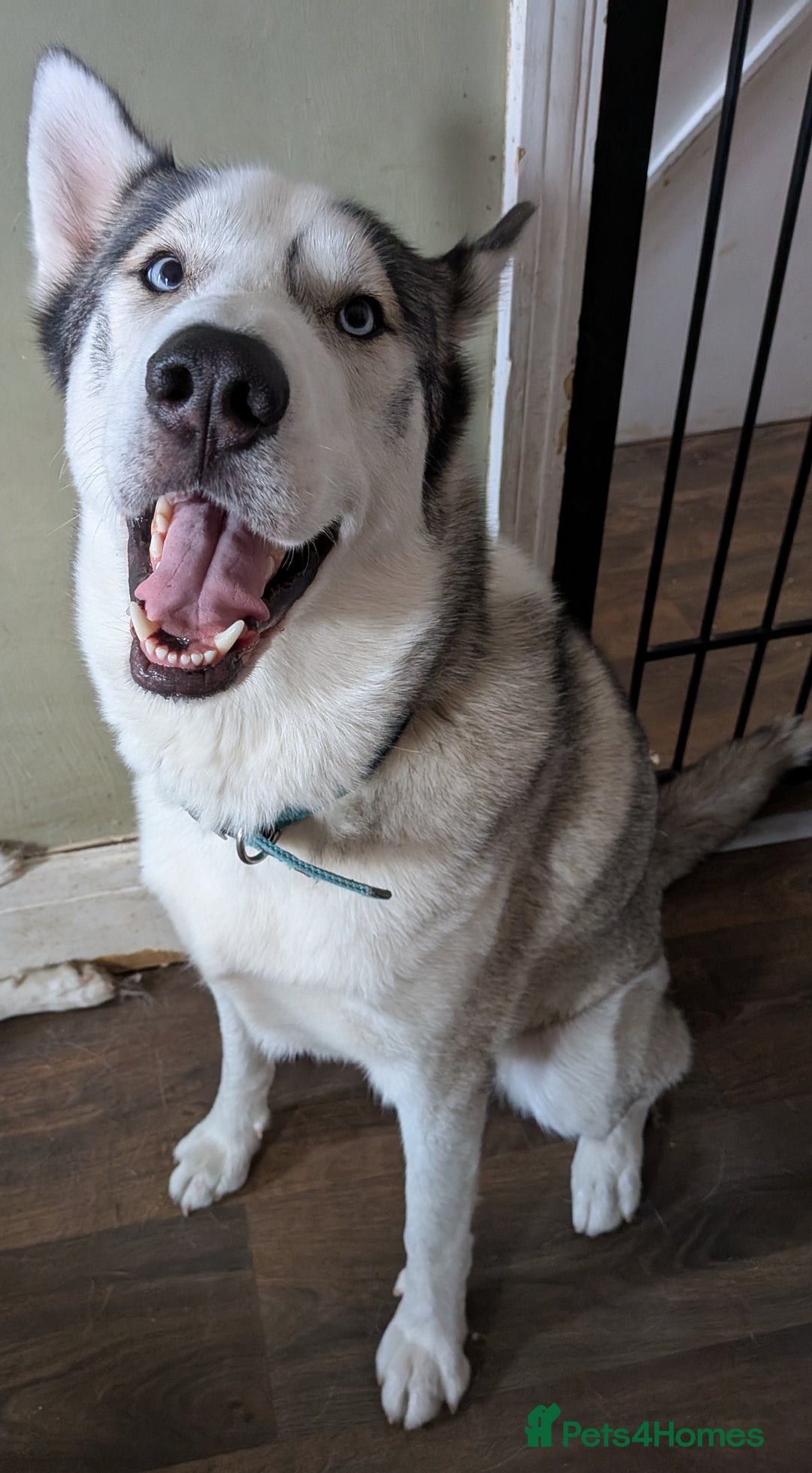 Siberian Husky dogs for sale: Emergency adoption needed - Image 3