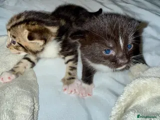 Turkish Angora cats 🐾 Exceptional Turkish Angora x Kittens in Belper - Advert 1