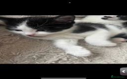 Domestic Shorthair cats for sale: 2 male kitten short haired  - Image 4