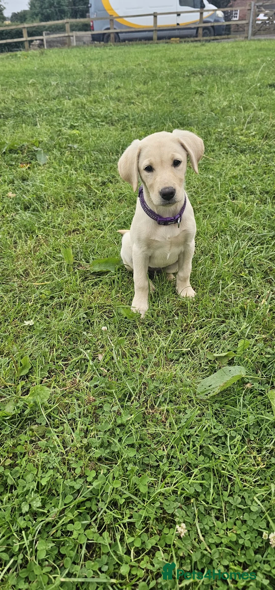 Labrador Retriever dogs for stud: Health Tested Working Labrador Retriever For Stud in Burton-on-Trent - Advert 20