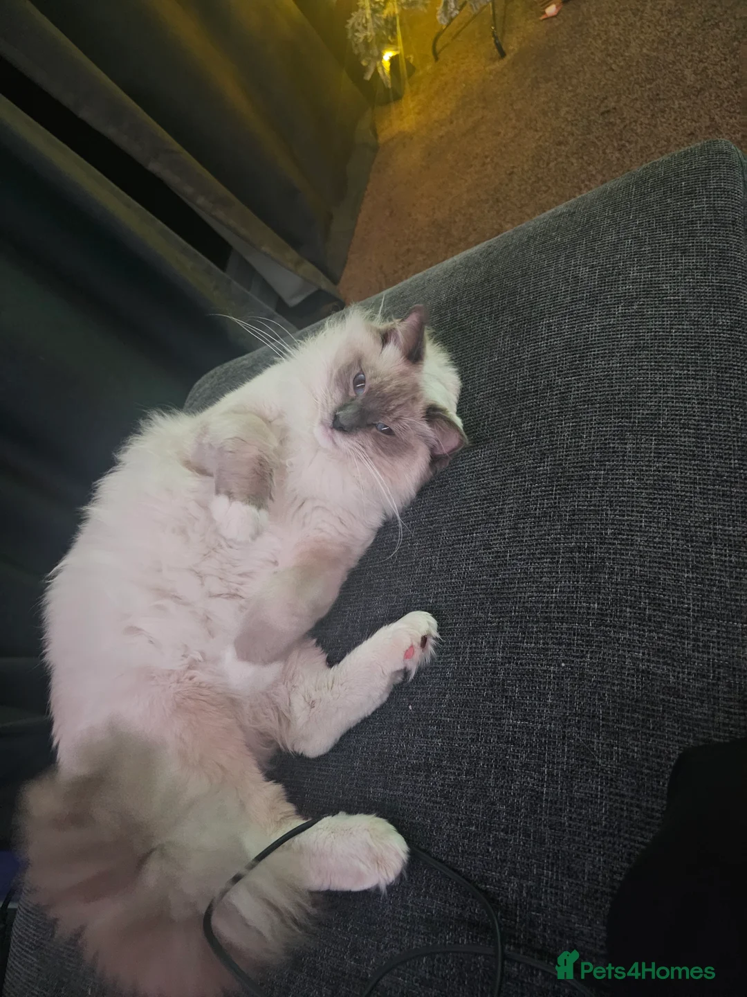 Ragdoll cats for stud:  Outstanding Blue Point Ragdoll Stud – £250  - Advert 3