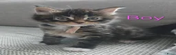 Maine Coon cats for sale: 3 Maine Coon kittens. - Advert 2