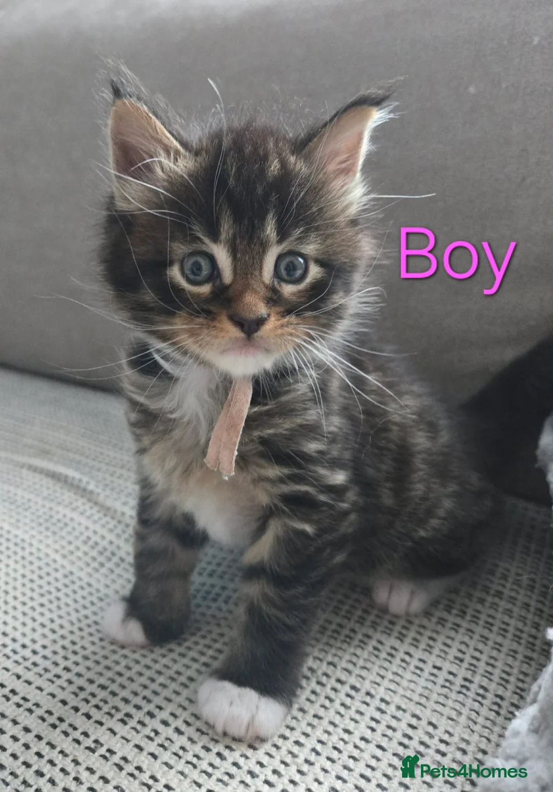 Maine Coon cats for sale: 3 Maine Coon kittens. - Advert 2