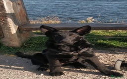 German Shepherd dogs for stud: German shepherd stud - Image 8
