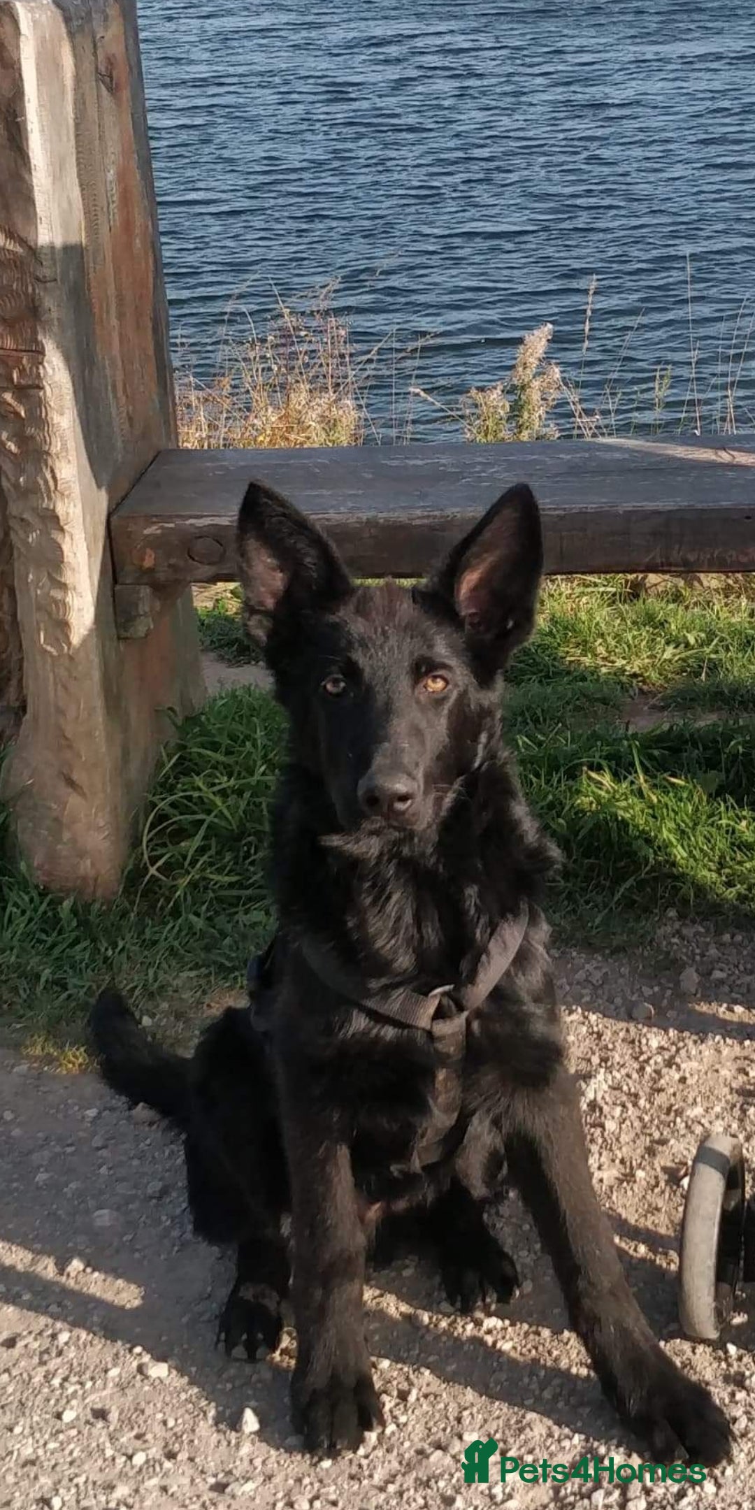 German Shepherd dogs for stud: German shepherd stud - Image 8
