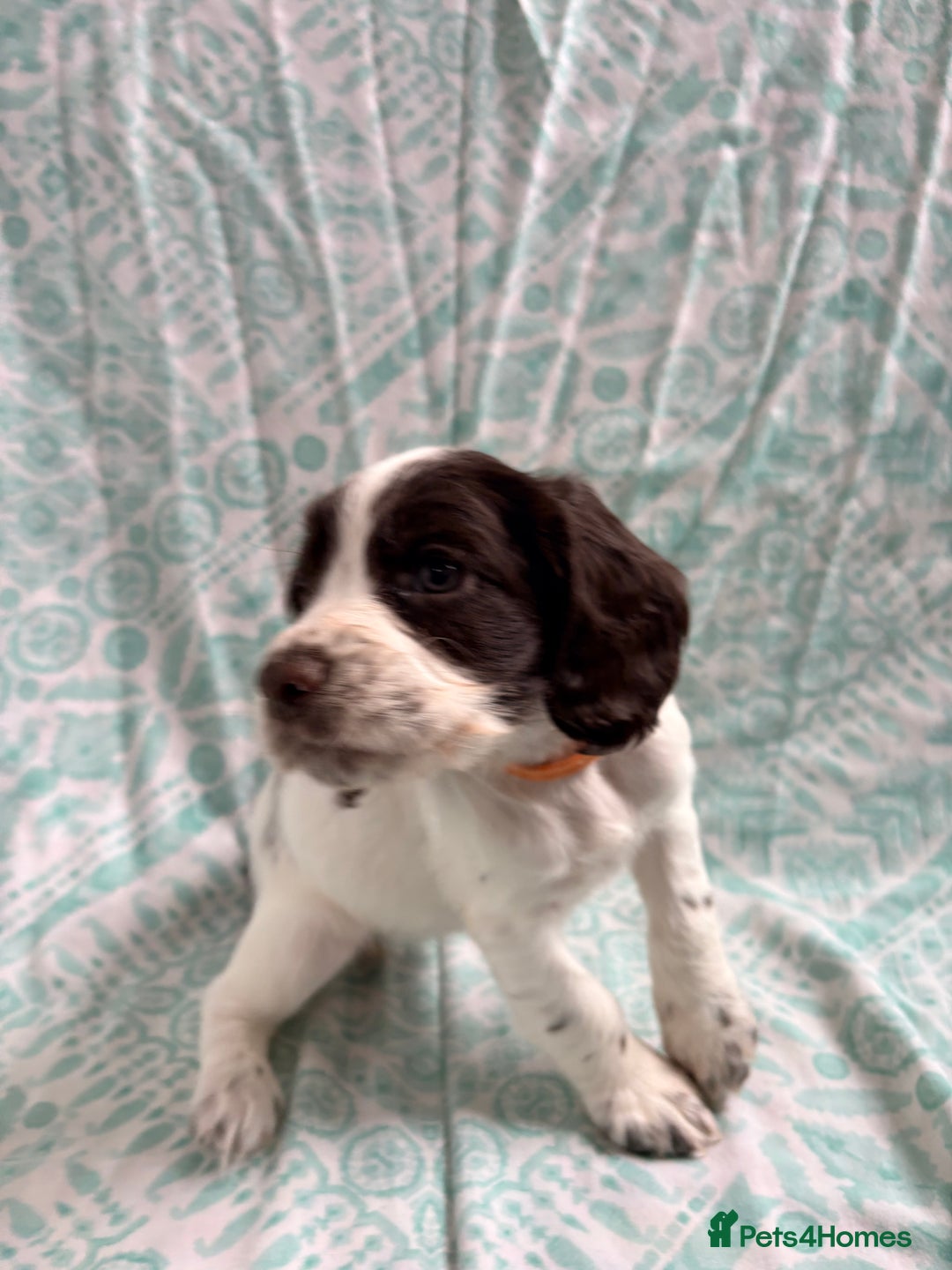 Cocker Spaniel dogs for sale: 2 cocker spaniel puppies for Sale - Advert 11