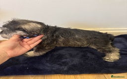 Miniature Schnauzer dogs for sale: Bundles of joy - Image 9